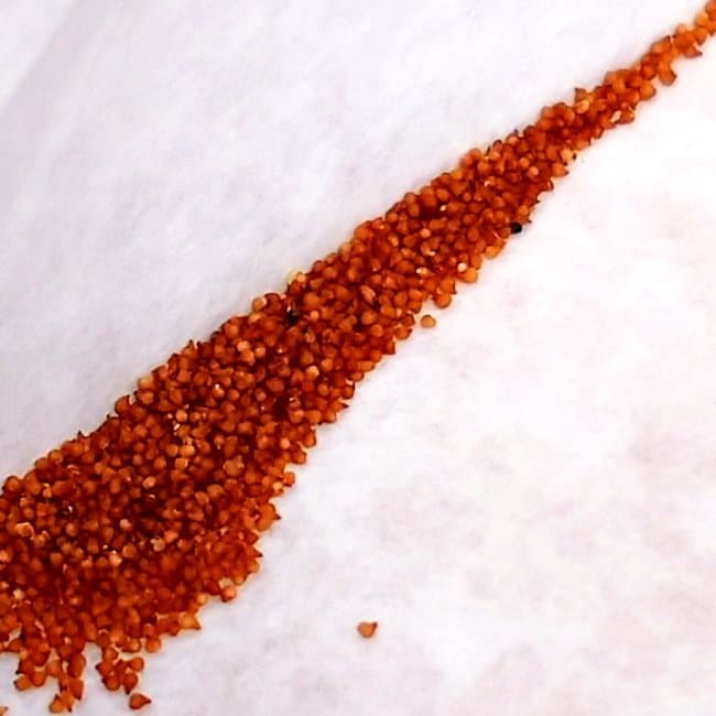 Conophytum calculus / コノフィツム・カルキュルス [現地採種]