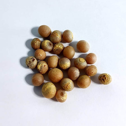 Dracaena draco / ドラセナ・ドラコ 竜血樹