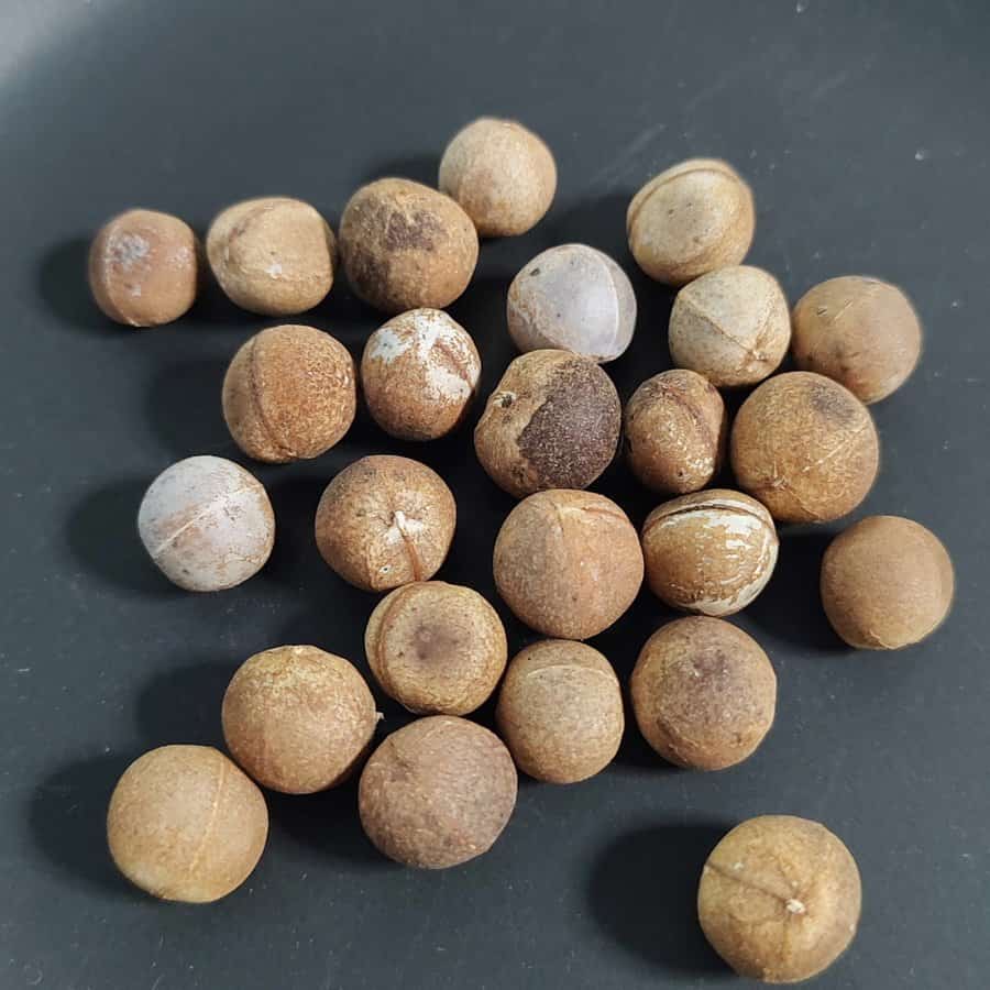 【種】ユーフォルビア・アントソ / Euphorbia antso