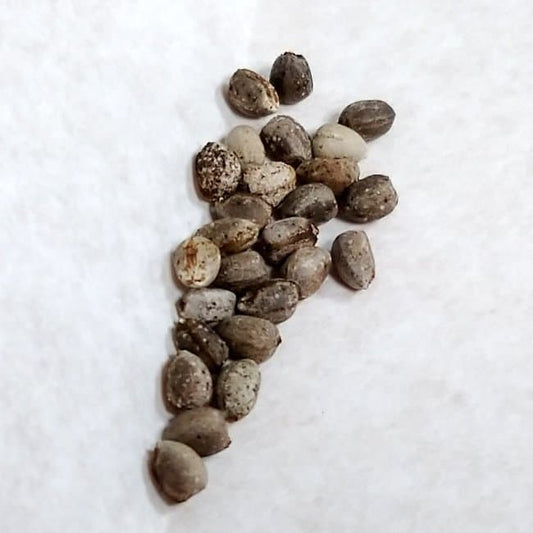 Euphorbia caput medusae / ユーフォルビア・カプトメデューサ