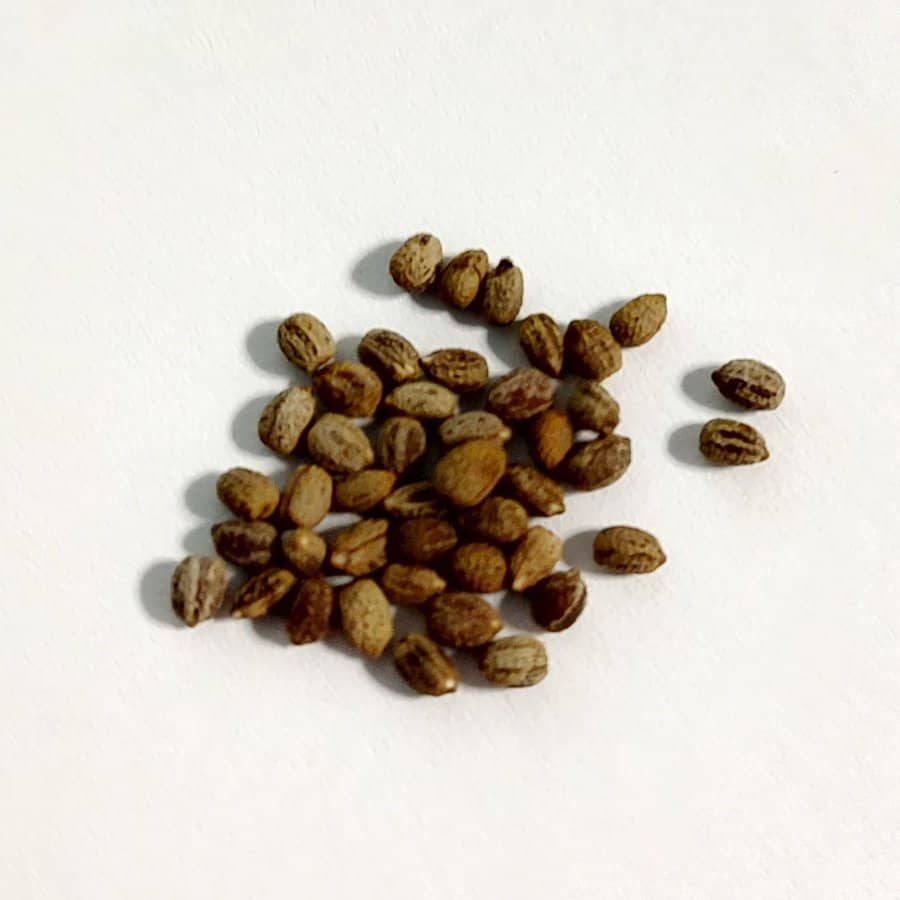 【種】ユーフォルビア・ディディエロイデス / Euphorbia didieroides