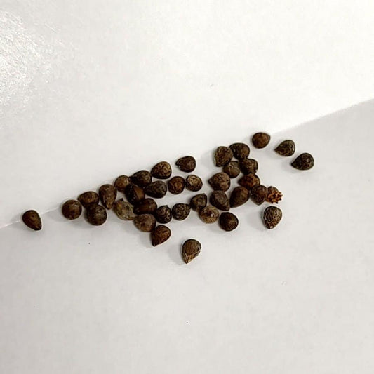 Euphorbia meloformis / ユーフォルビア・メロフォルミス 貴青玉