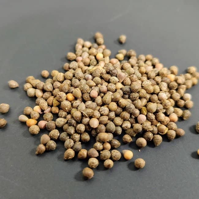 Euphorbia obesa / ユーフォルビア・オベサ [現地採種]