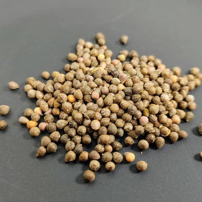 Euphorbia obesa / ユーフォルビア・オベサ [現地採種]