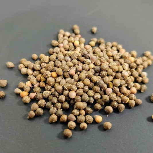 Euphorbia obesa / ユーフォルビア・オベサ [現地採種]