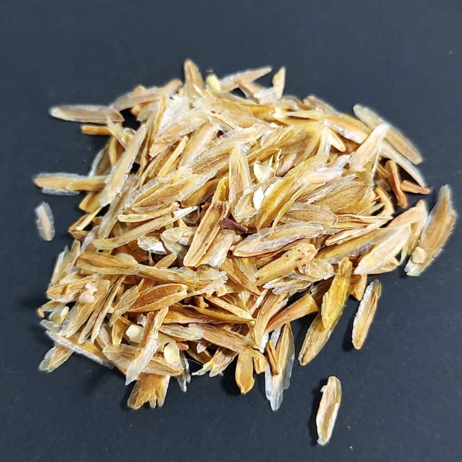 Fouquieria columnaris / フォークイエリア・コルムナリス 観峰玉 [現地採種]