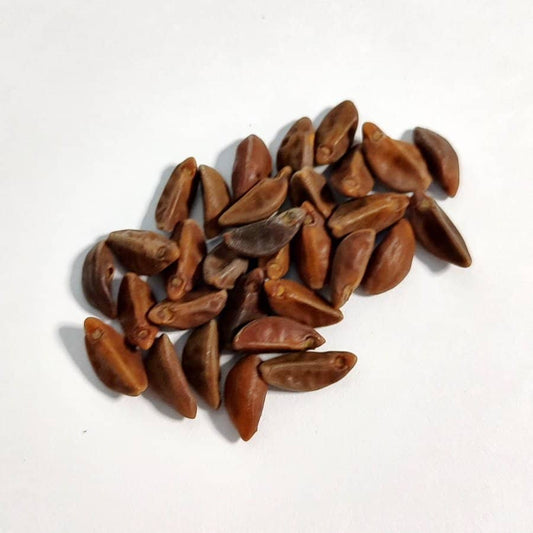 Ipomoea arborescens / イポメア・アルボレッセンス