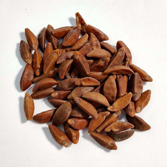 Ipomoea pauciflora / イポメア・ポージフロラ