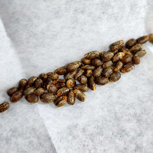 Jatropha marginata / ヤトロファ・マルギナータ [栽培採種]