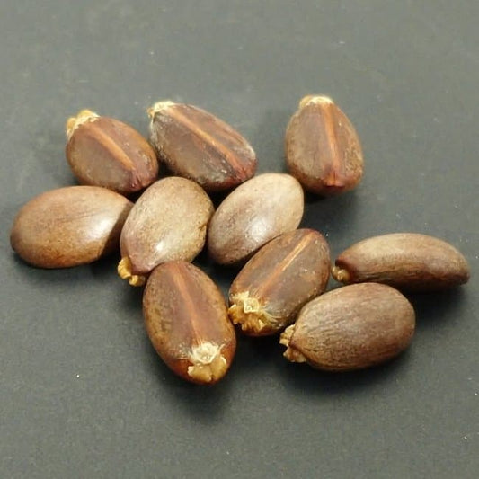 Jatropha podagrica / ヤトロファ・ポダグリカ サンゴ油桐