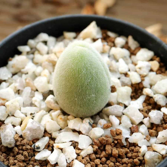 Muiria hortenseae / ムイリア・ホルテンセ 宝輝玉 [現地採種]