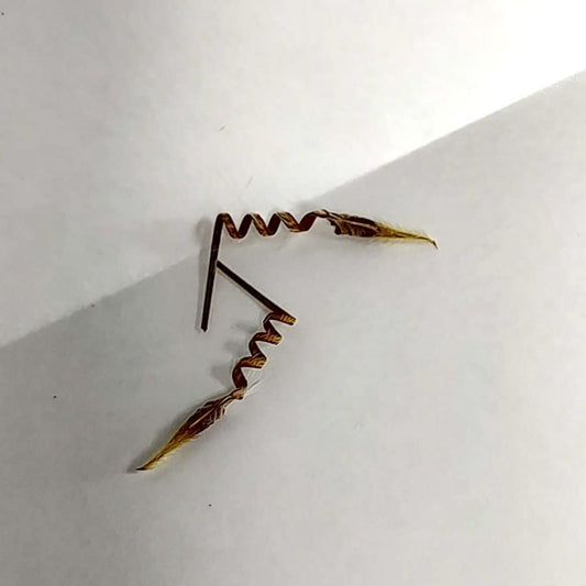 Monsonia peniculinum / モンソニア・ぺニクリナム [自家採種]