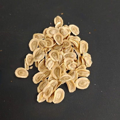 【種】モノルマ・ソコトラナ / Monolluma socotrana