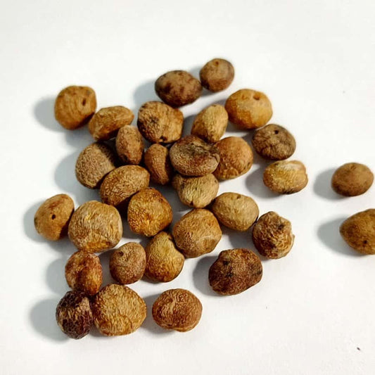 Operculicarya decaryi / オペルクリカリア・デカリー