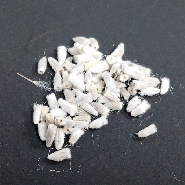 Othonna triplinervia / オトンナ・トリプリネルビア [現地採種]