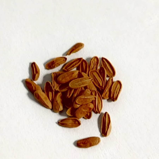 Pachypodium brevicaule / パキポディウム・ブレビカウレ ベージュ花 [栽培採種] (ベージュ花)