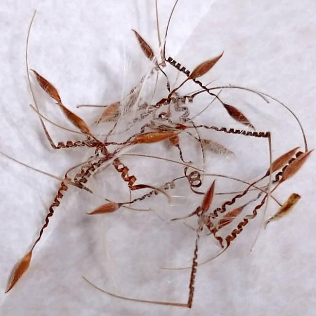 Pelargonium crithmifolium / ペラルゴニウム・クリズミフォリウム