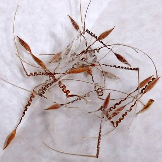 Pelargonium crithmifolium / ペラルゴニウム・クリズミフォリウム