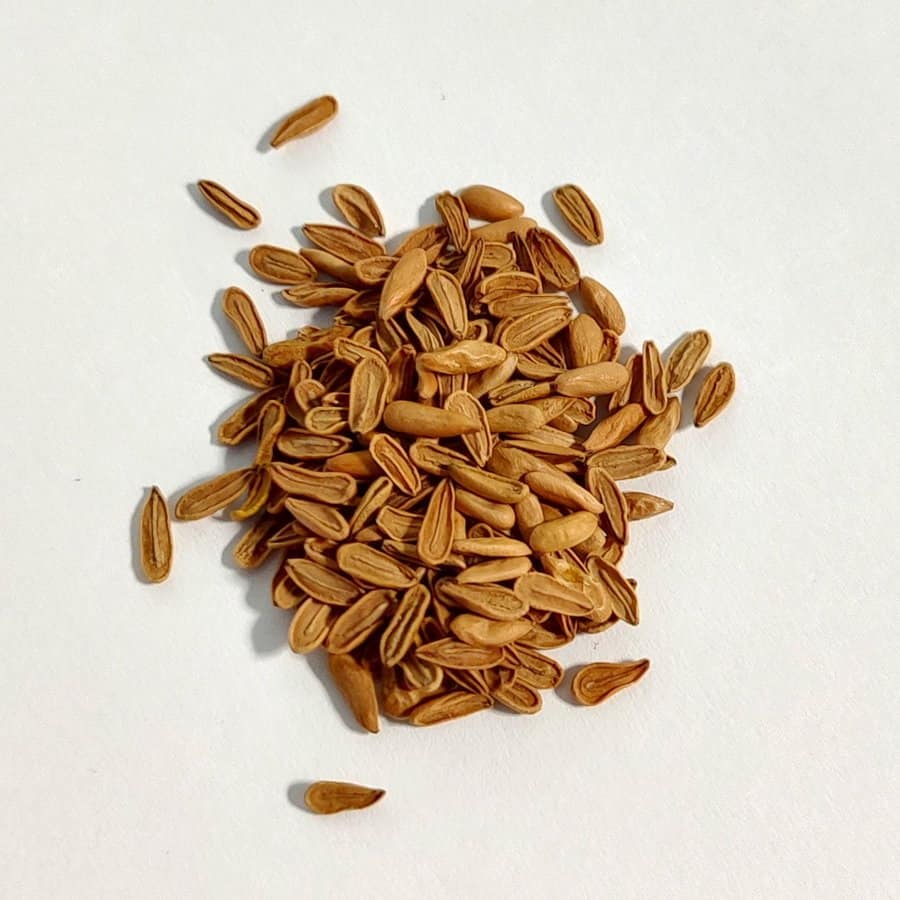 Pachypodium densiflorum / パキポディウム・デンシフローラム [野生採種] (antsirabe)