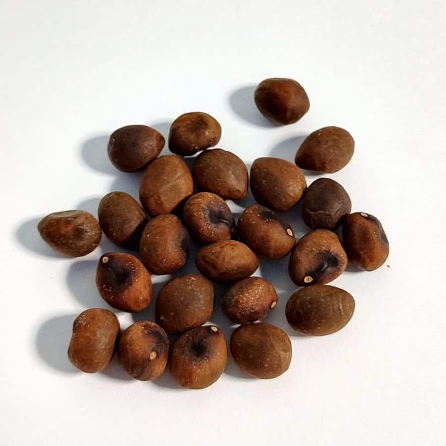 【種】プセウドボンバックス・エリプティクム・ルブラム / Pseudobombax ellipticum rubrum