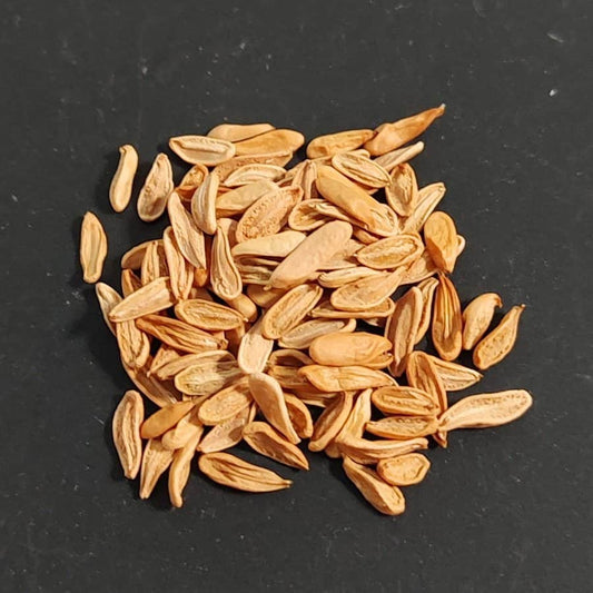 Pachypodium horombense / パキポディウム・ホロンベンセ