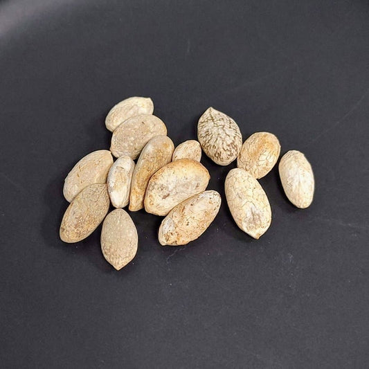 Pyrenacantha malvifolia / ピレナカンサ・マルビフォリア [野生採種]