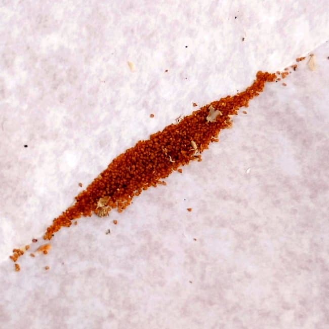 Trichodiadema densum / トリコディアデマ・デンサム 紫晃星