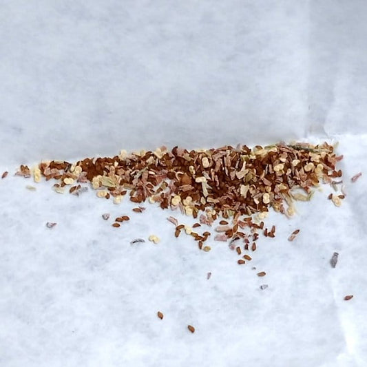 Tylecodon fragilis / チレコドン・フラギリス [自家採種]