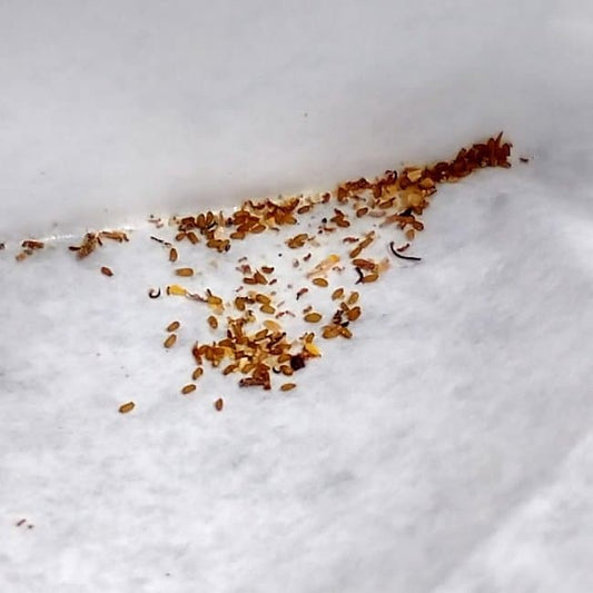 Tylecodon striatus / チレコドン・ストリアータ