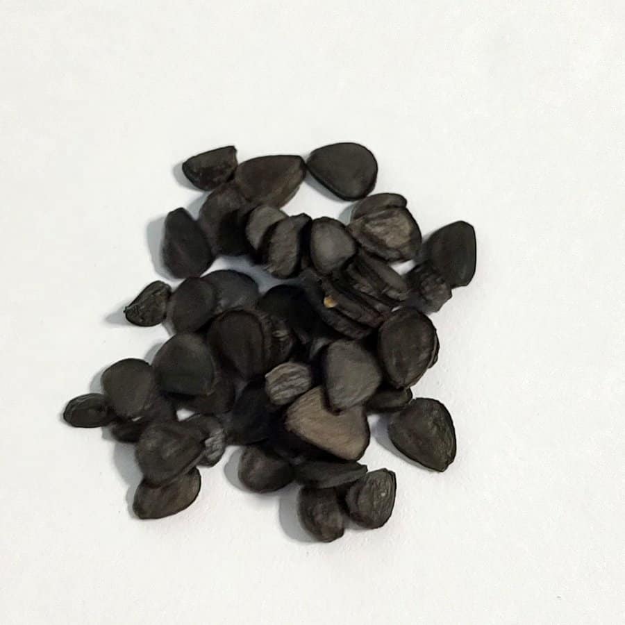 Yucca rostrata / ユッカ・ロストラータ [現地採種]