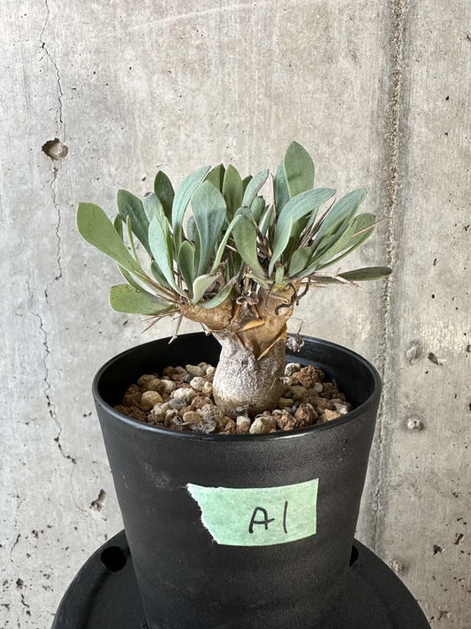 【現品限り】オトンナ・ユーフォルビオイデス【A1】 Othonna