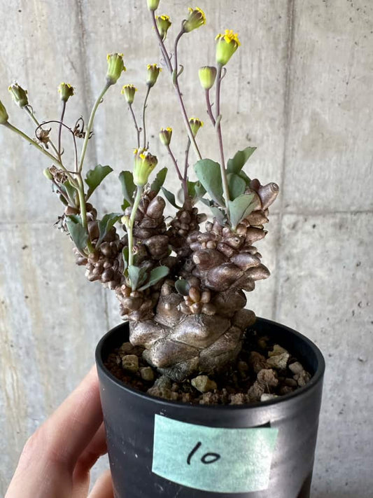 【現品限り】オトンナ・ヘレー【A10】 Othonna