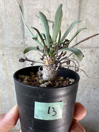 【現品限り】オトンナ・レピドカウリス【A13】 Othonna