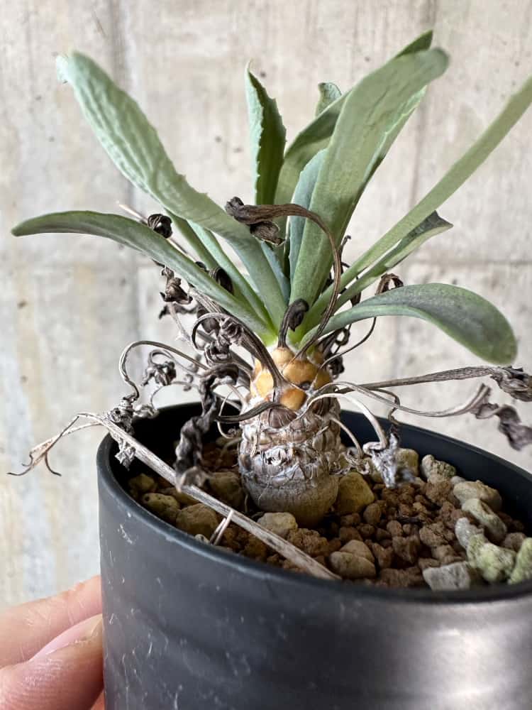 【現品限り】オトンナ・レピドカウリス【A13】 Othonna