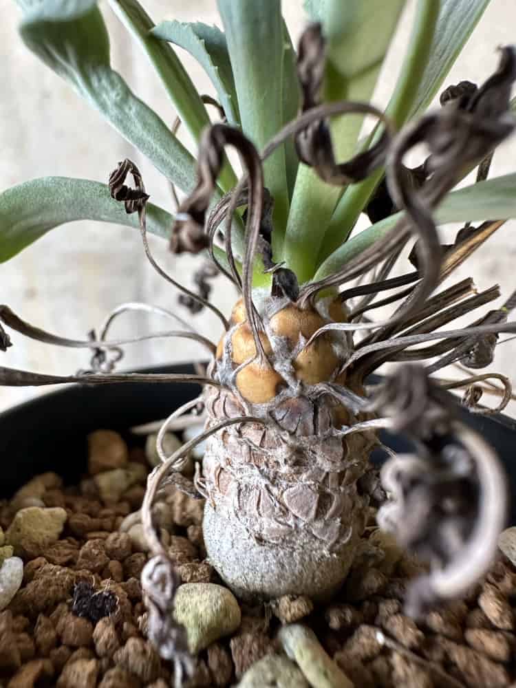 【現品限り】オトンナ・レピドカウリス【A13】 Othonna