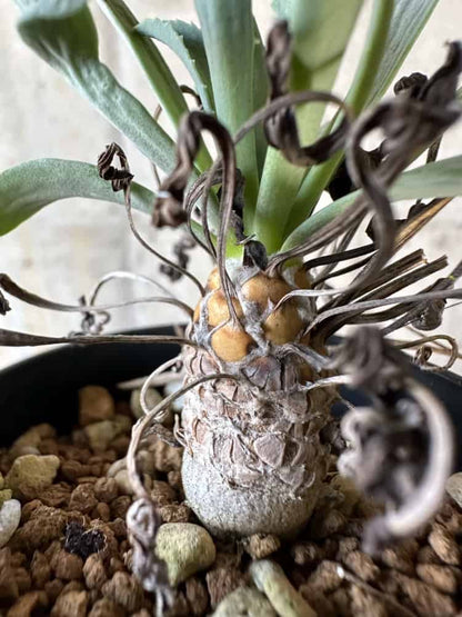 【現品限り】オトンナ・レピドカウリス【A13】 Othonna