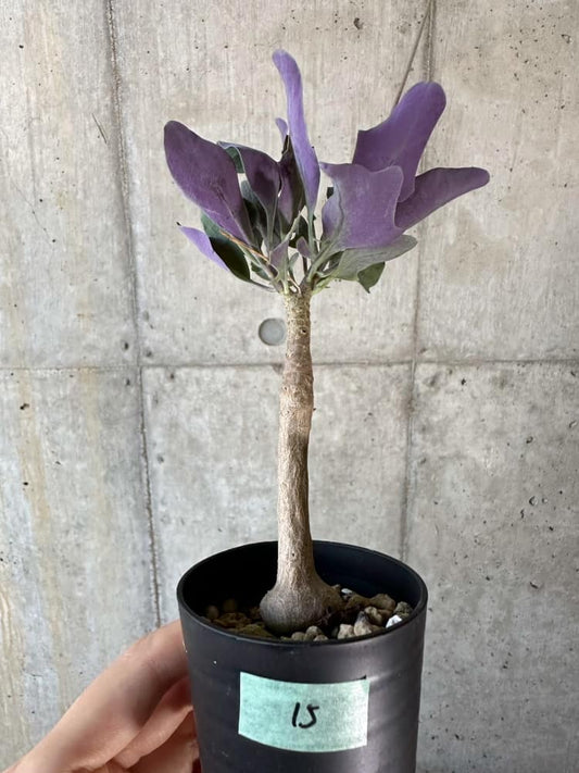 【現品限り】オトンナ・トリプリネルビア【A15】 Othonna