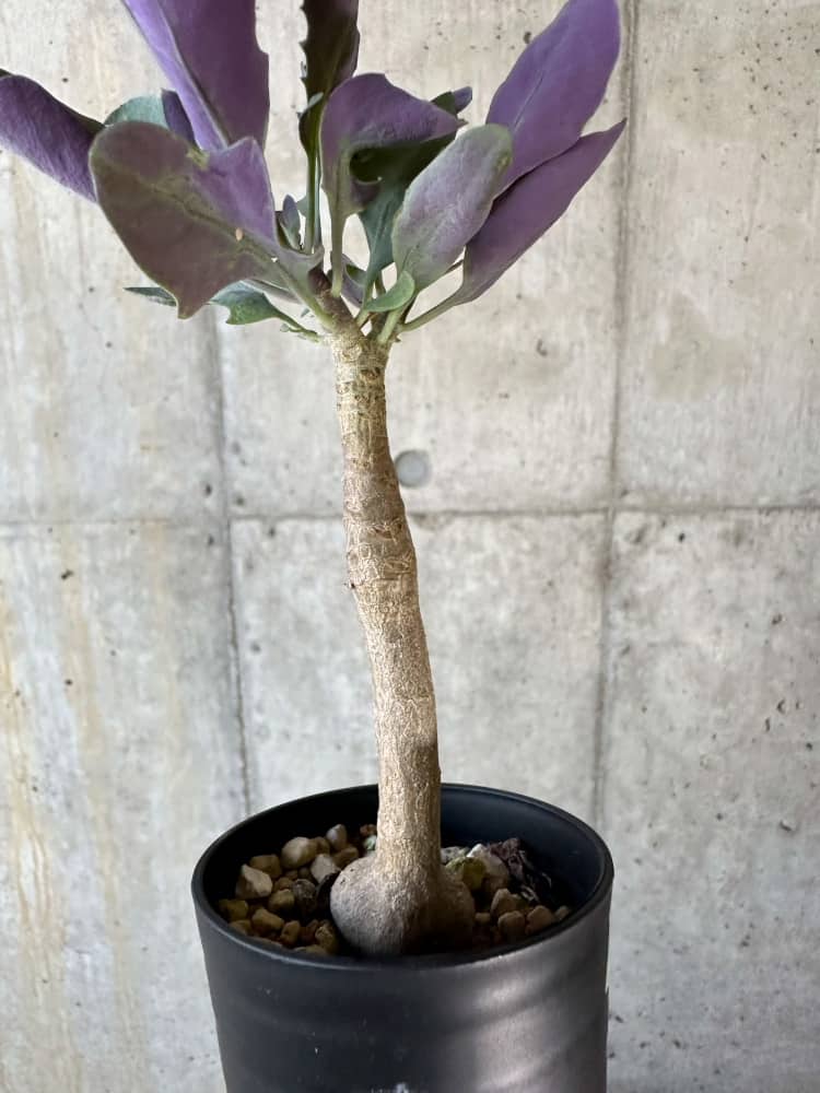 【現品限り】オトンナ・トリプリネルビア【A15】 Othonna