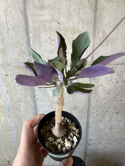 【現品限り】オトンナ・トリプリネルビア【A15】 Othonna