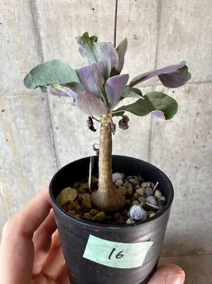 【現品限り】オトンナ・トリプリネルビア【A16】 Othonna