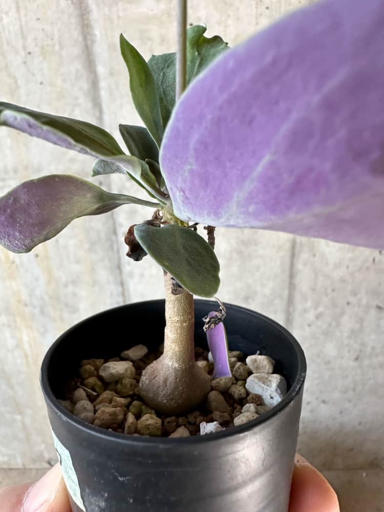 【現品限り】オトンナ・トリプリネルビア【A16】 Othonna