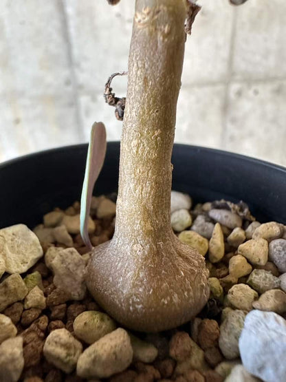 【現品限り】オトンナ・トリプリネルビア【A16】 Othonna