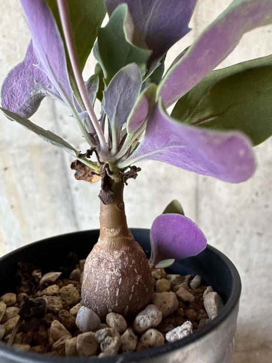 【現品限り】オトンナ・トリプリネルビア【A17】 Othonna