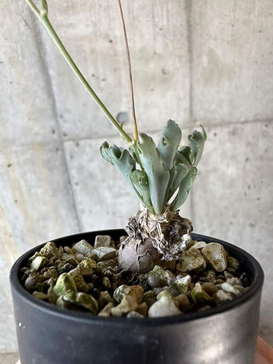 【現品限り】オトンナ・ハリー Steinkopf【A18】 Othonna