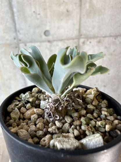 【現品限り】オトンナ・ハリー Steinkopf【A19】 Othonna