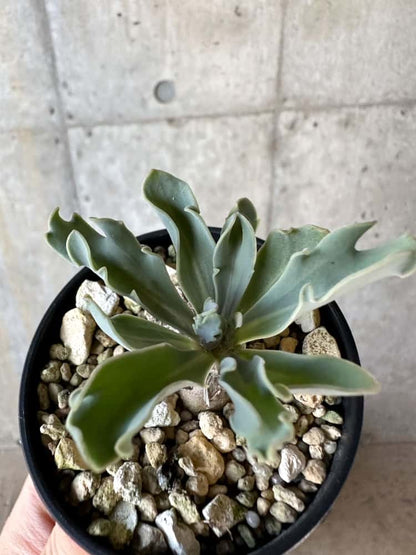 【現品限り】オトンナ・ハリー Steinkopf【A19】 Othonna