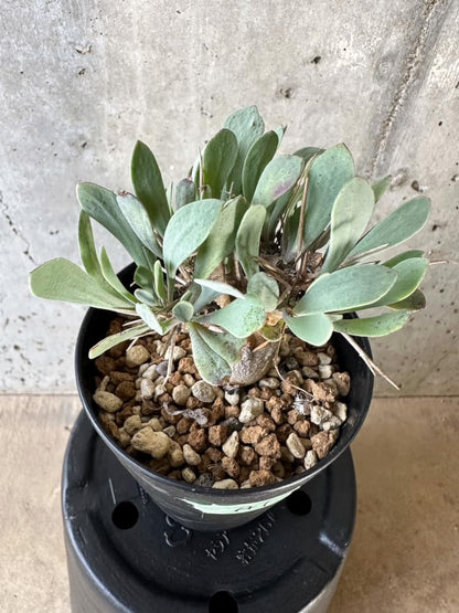 【現品限り】オトンナ・ユーフォルビオイデス【A1】 Othonna