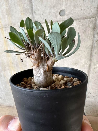 【現品限り】オトンナ・ユーフォルビオイデス【A1】 Othonna