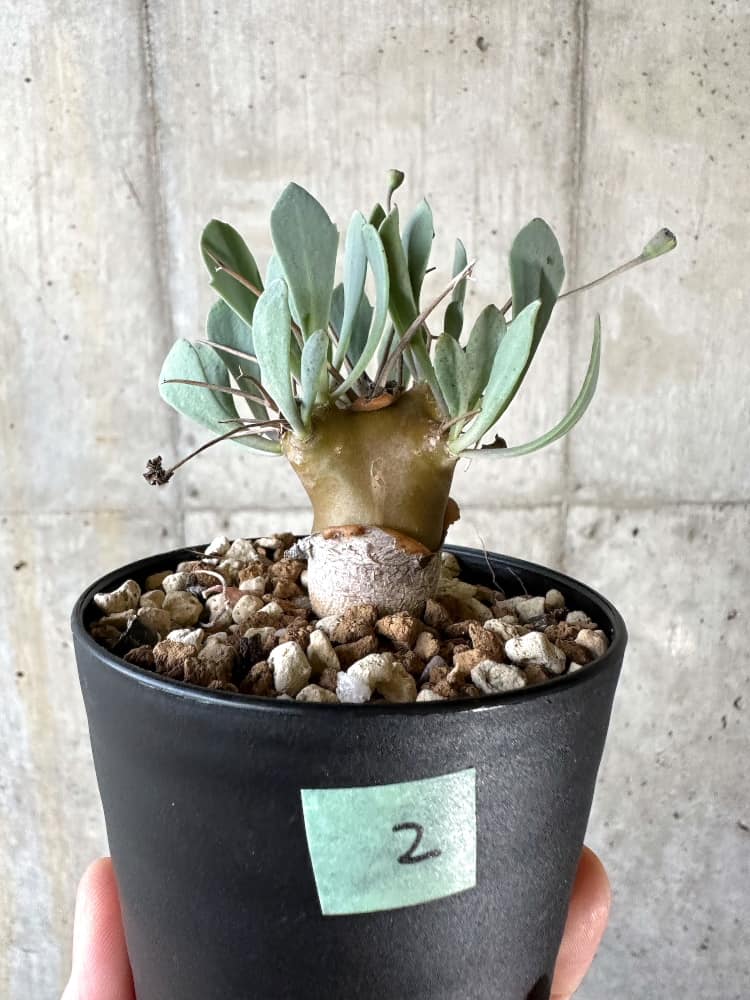 【現品限り】オトンナ・ユーフォルビオイデス【A2】 Othonna