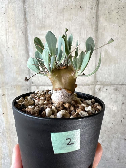 【現品限り】オトンナ・ユーフォルビオイデス【A2】 Othonna